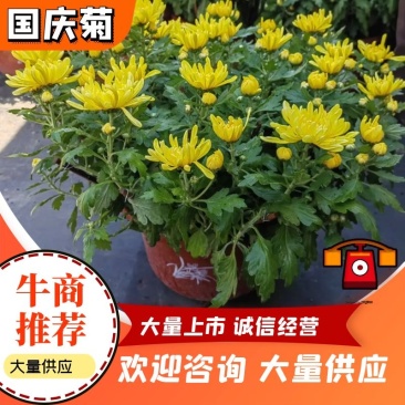 菊花国庆菊千头菊，品质保证，诚信商家欢迎选购