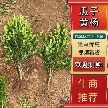 黄杨瓜子黄杨小叶黄杨规格齐全货源充足全国发货