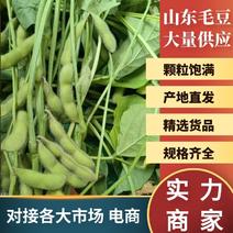 【山东毛豆】供应多个品种，颗粒饱满欢迎咨询，诚信代收