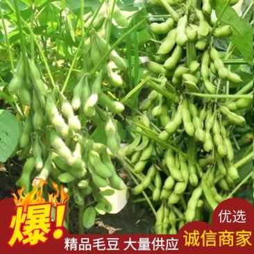 【毛豆】山东开心绿毛豆原产地直发无中间商对接各