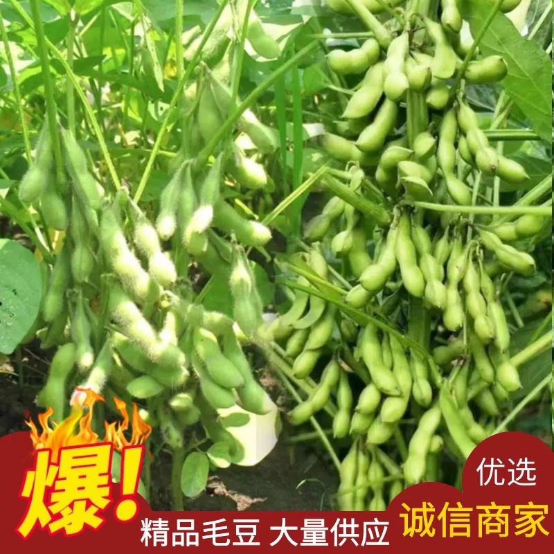 【毛豆】山东开心绿毛豆原产地直发无中间商对接各