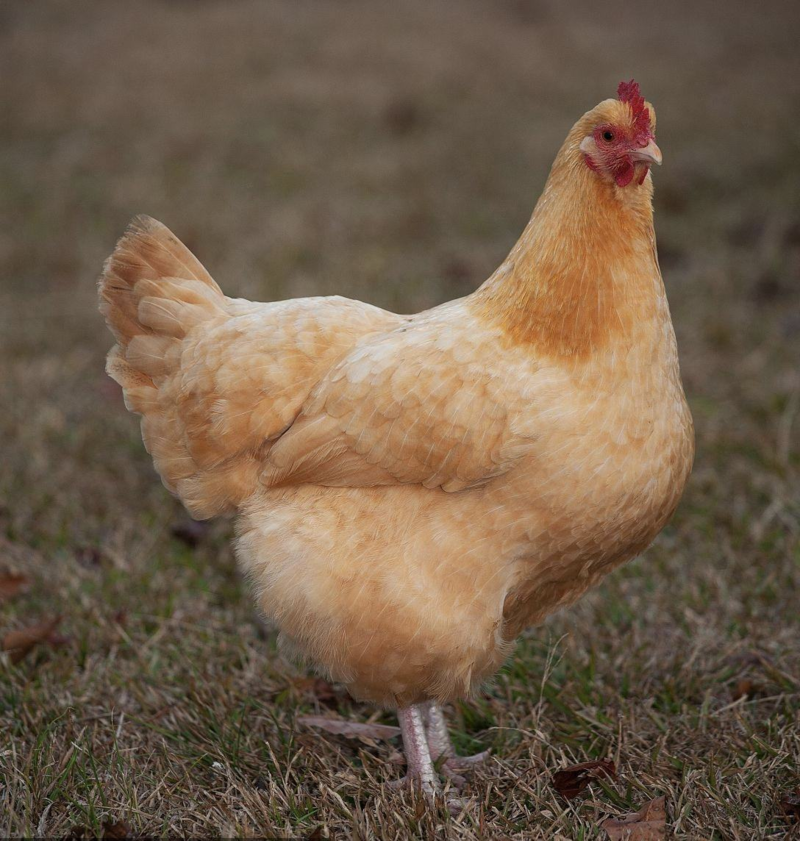 衡阳纯土鸡半年以上散养土鸡可常年供应量大从优
