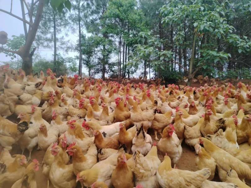 【推荐】半年以上散养鸡正宗溜达鸡肉质紧实细腻弹牙