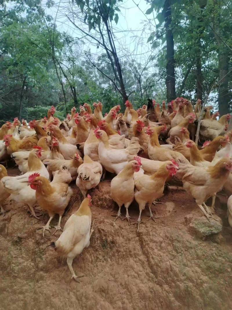 【推荐】半年以上散养鸡正宗溜达鸡肉质紧实细腻弹牙