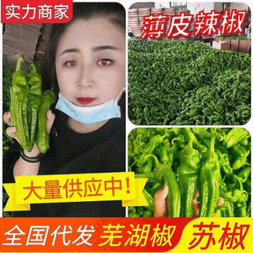 【实力供货】《苏椒》费县芜湖椒，薄皮椒，直供电商平台