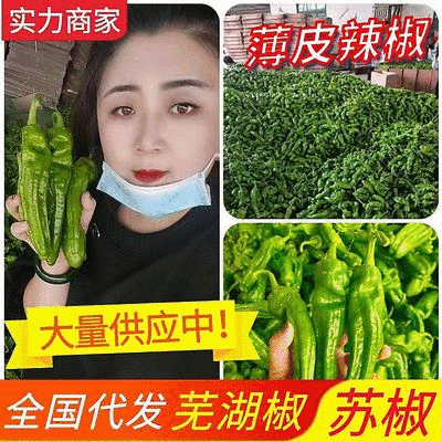 【实力供货】《苏椒》费县芜湖椒，薄皮椒，直供电商平台