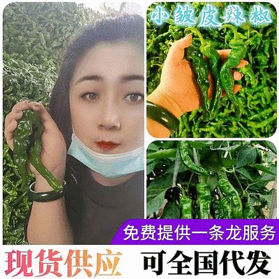 【实力】精品小皱皮辣椒费县鲜辣椒基地直供价格便宜全国代发