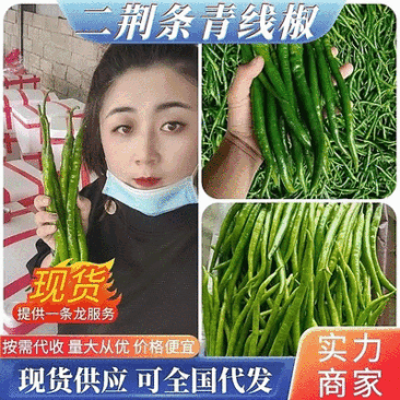 精品线椒二荆条鲜辣椒基地直供价格便宜全国代发