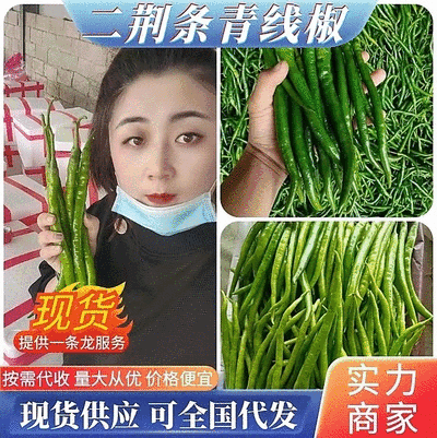 精品线椒二荆条鲜辣椒基地直供价格便宜全国代发