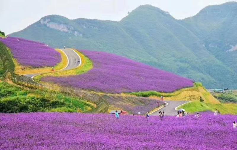 马鞭草花海景观绿化工程地被观赏性植物喜阳耐旱