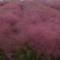 粉黛乱子草多少钱粉黛乱子草种植基地