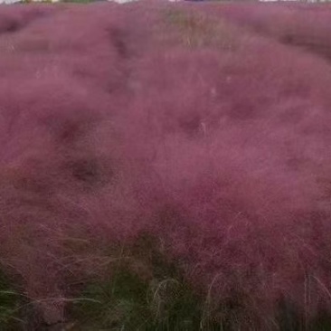 粉黛乱子草多少钱粉黛乱子草种植基地