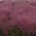 粉黛乱子草多少钱粉黛乱子草种植基地