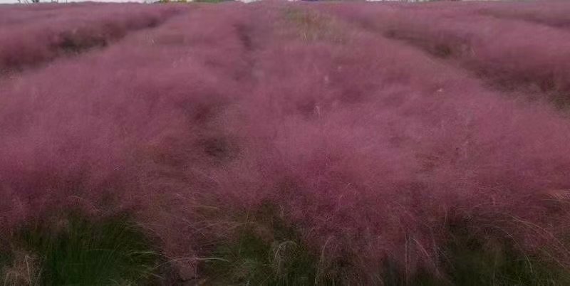 粉黛乱子草多少钱粉黛乱子草种植基地