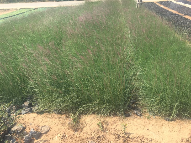 粉黛乱子草多少钱粉黛乱子草种植基地