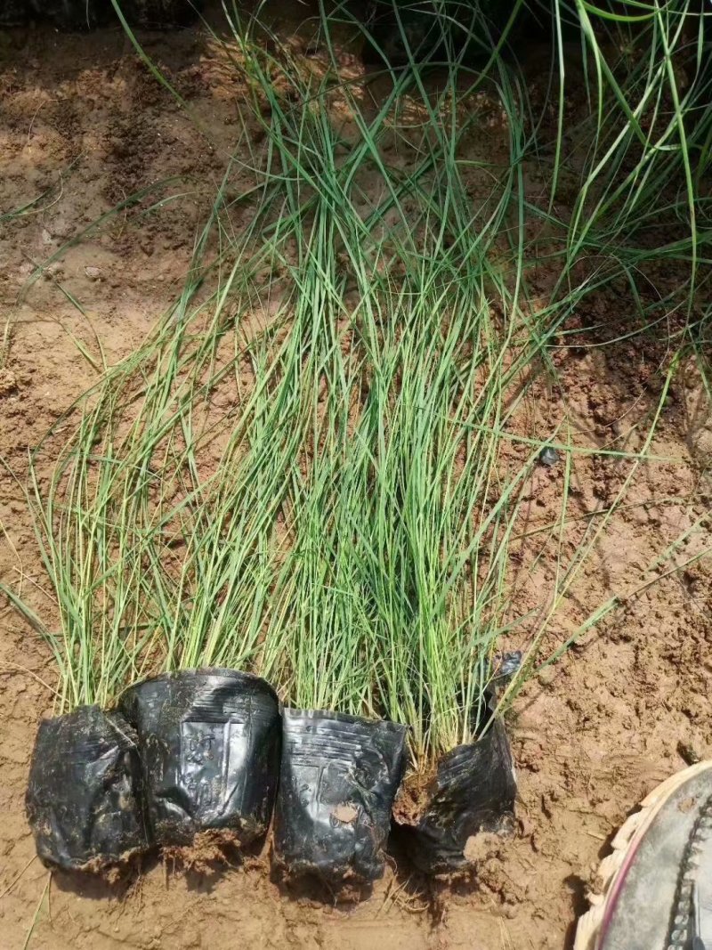 粉黛乱子草小苗粉黛乱子草