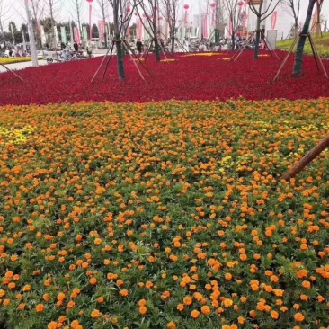 草花一支笔批发基地