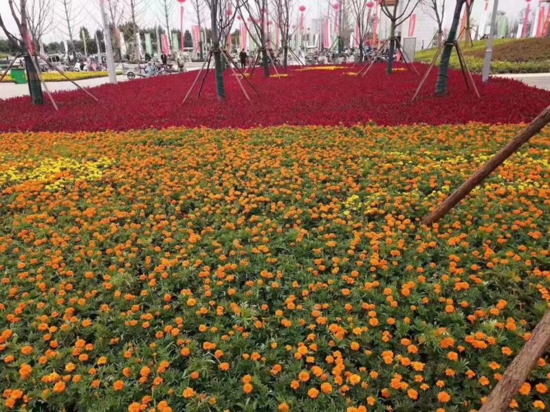 草花一支笔批发基地
