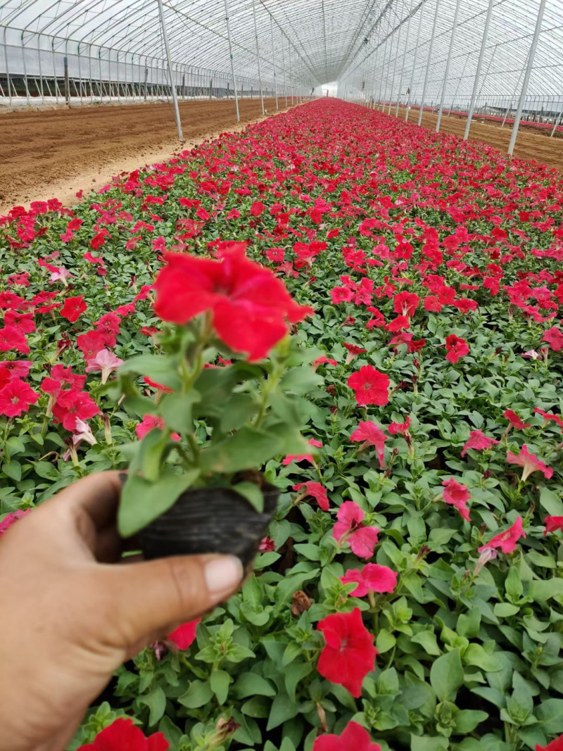 草花一支笔批发基地