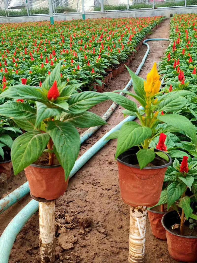草花一支笔批发基地
