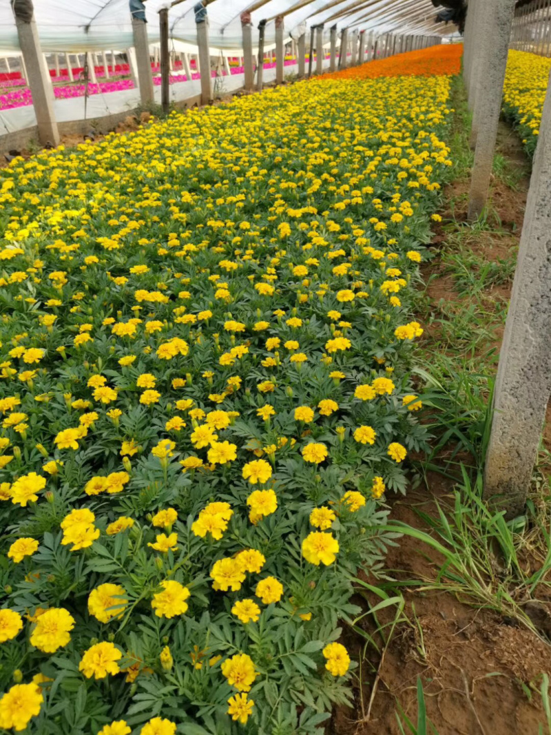草花一支笔批发基地