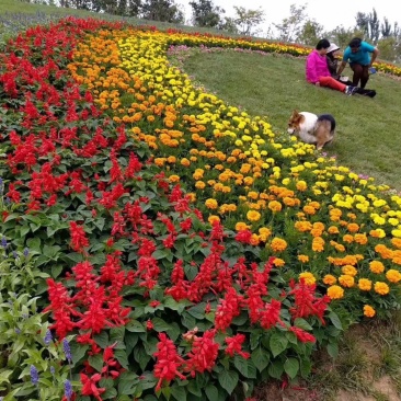 草花孔雀草批发基地