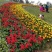 草花孔雀草批发基地