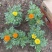草花孔雀草批发基地