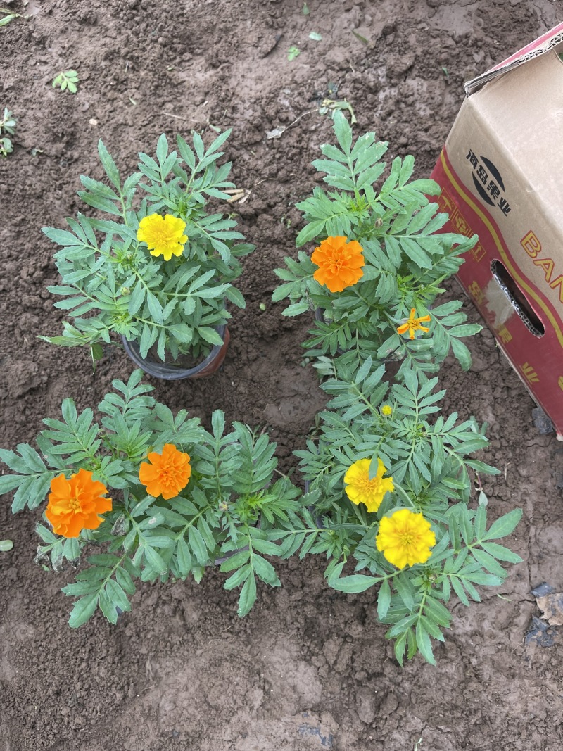 草花孔雀草批发基地