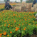 草花孔雀草批发基地