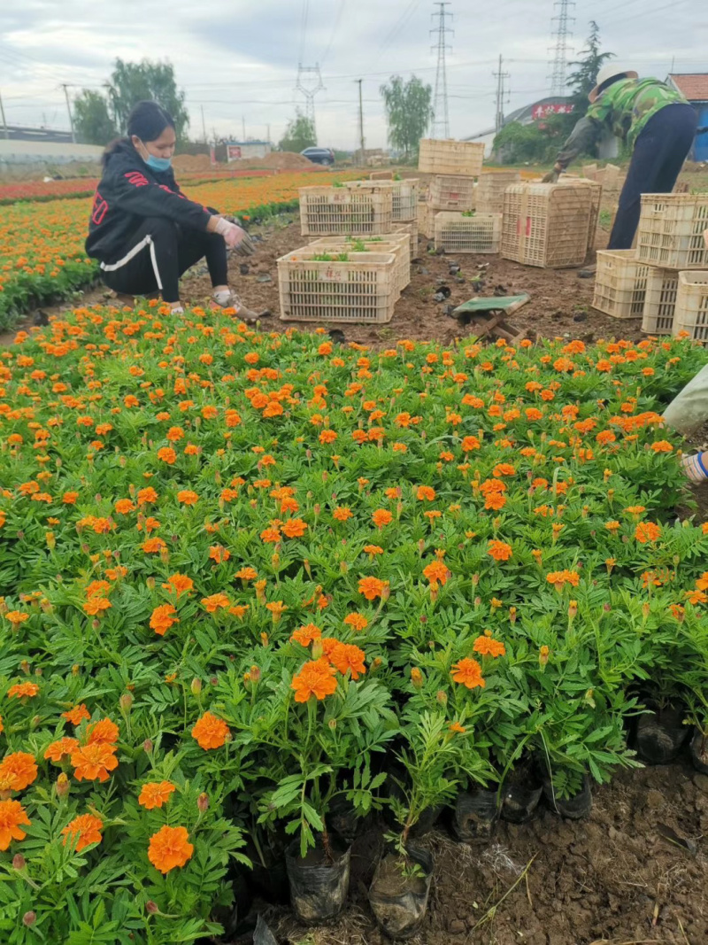 草花孔雀草批发基地