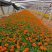草花孔雀草批发基地