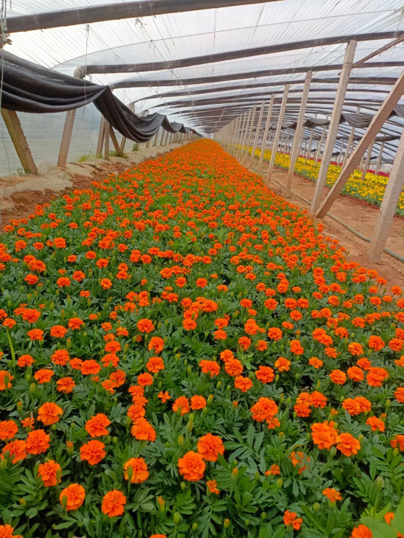 草花孔雀草批发基地