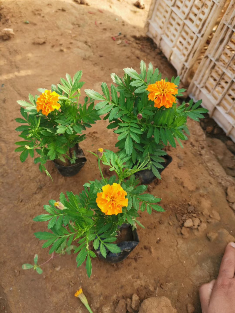 供应草花孔雀草杯苗