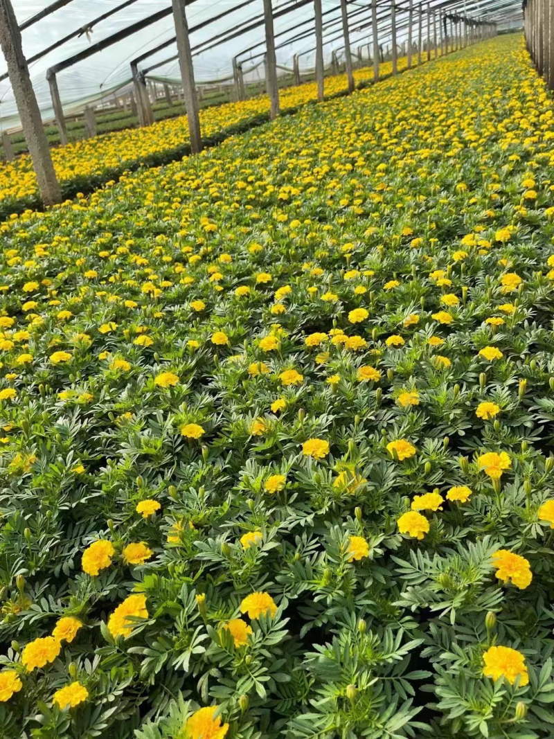 供应草花孔雀草杯苗
