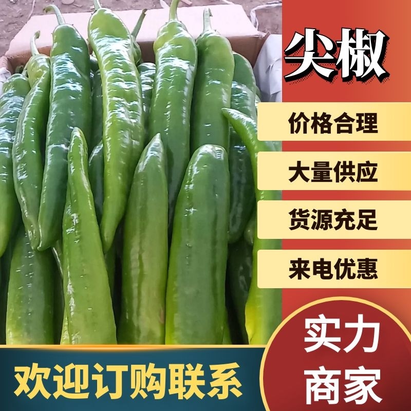（尖椒）潍坊青州尖椒产地直发，山东辣椒诚信合作欢迎洽谈