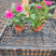 天天开种植基地
