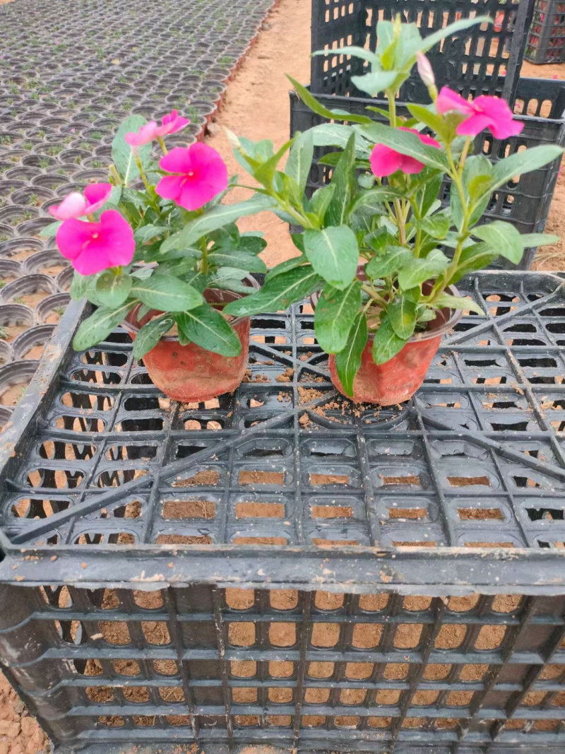 天天开种植基地