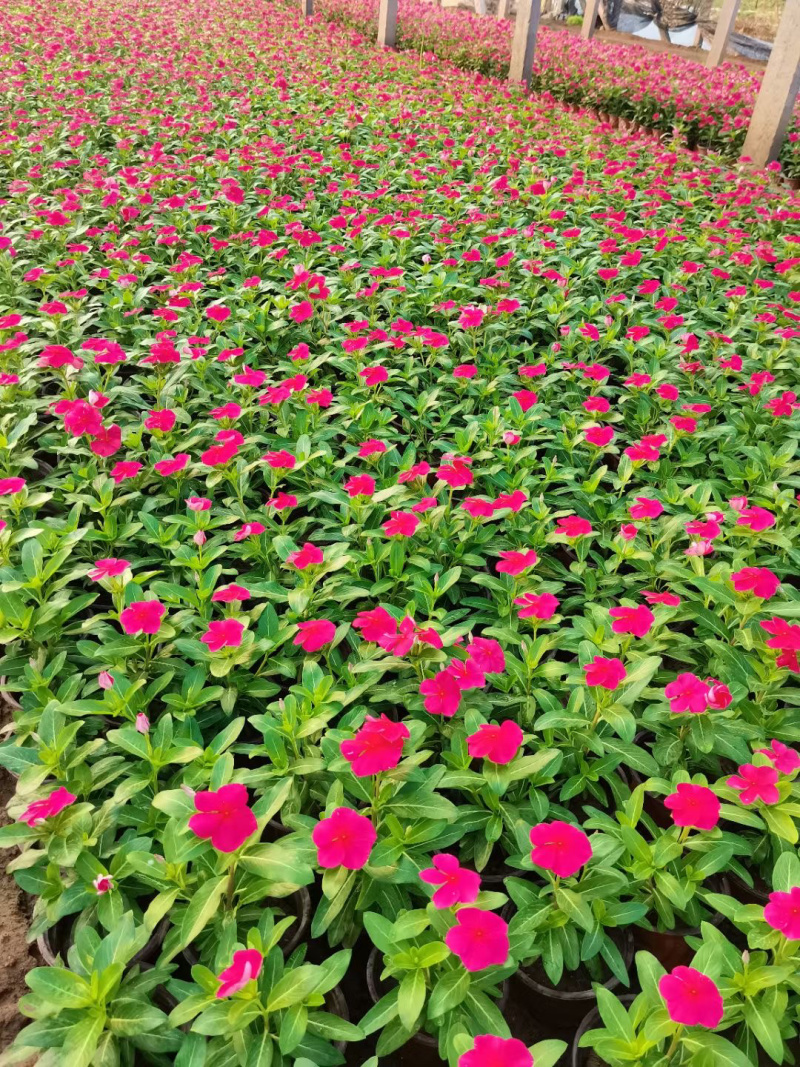 天天开种植基地