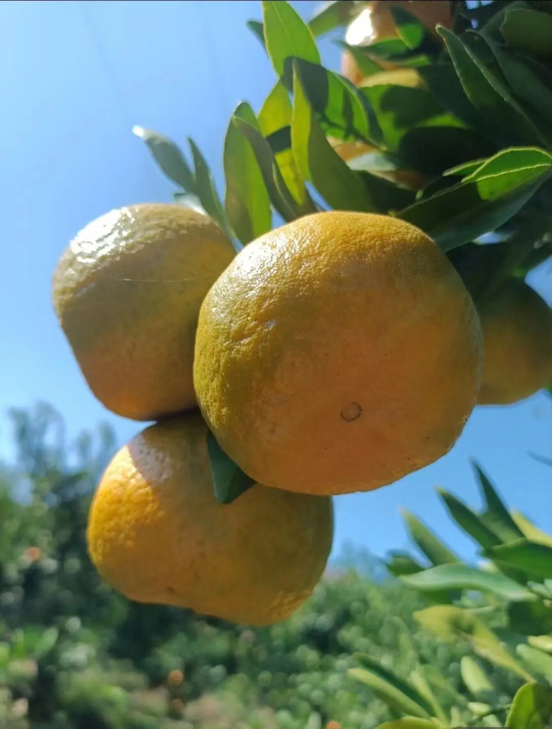 湖北三峡高山蜜橘皮薄多汁无籽化渣货源充足欢迎咨询
