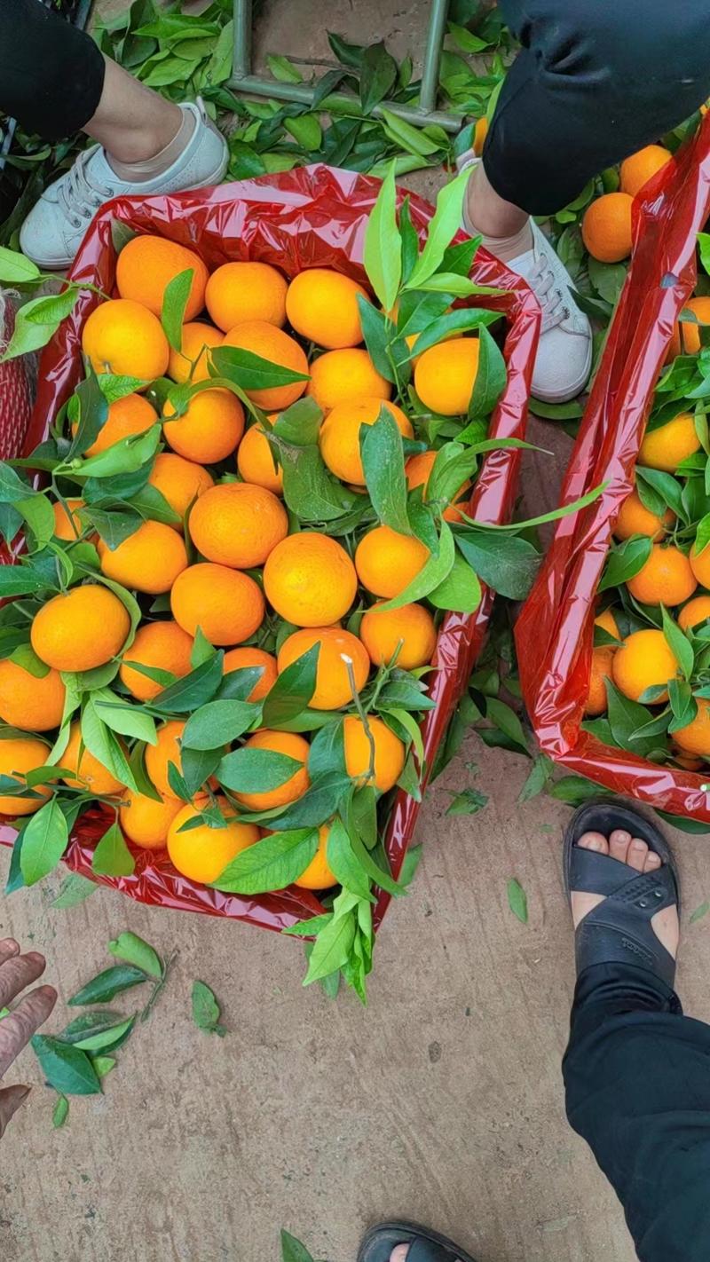 果冻橙一手货源供应商超市场电商批发团购欢迎来电