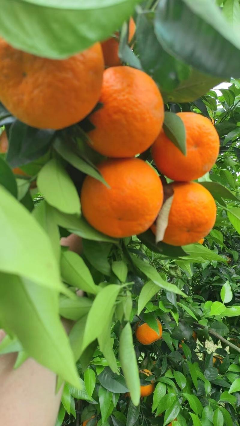 果冻橙一手货源供应商超市场电商批发团购欢迎来电