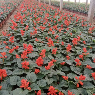 青州一串红种植基地