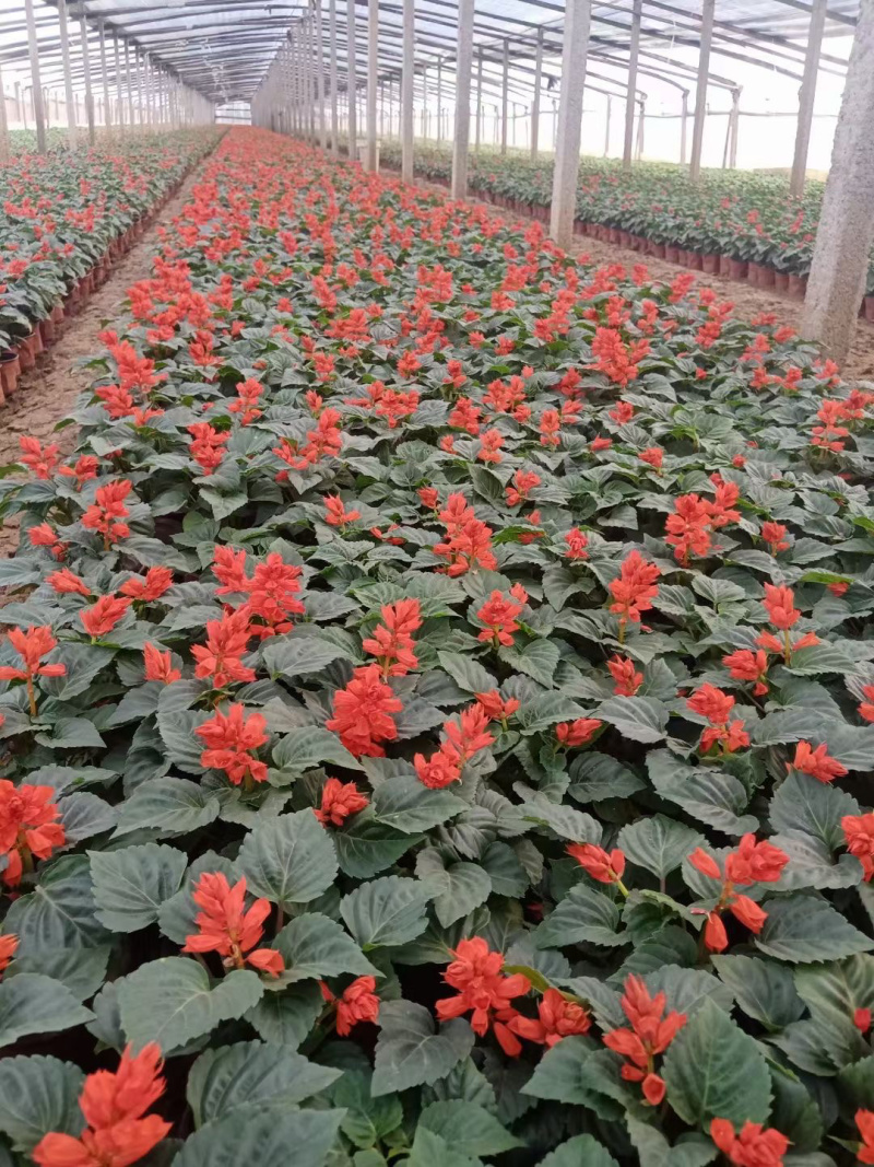 青州一串红种植基地