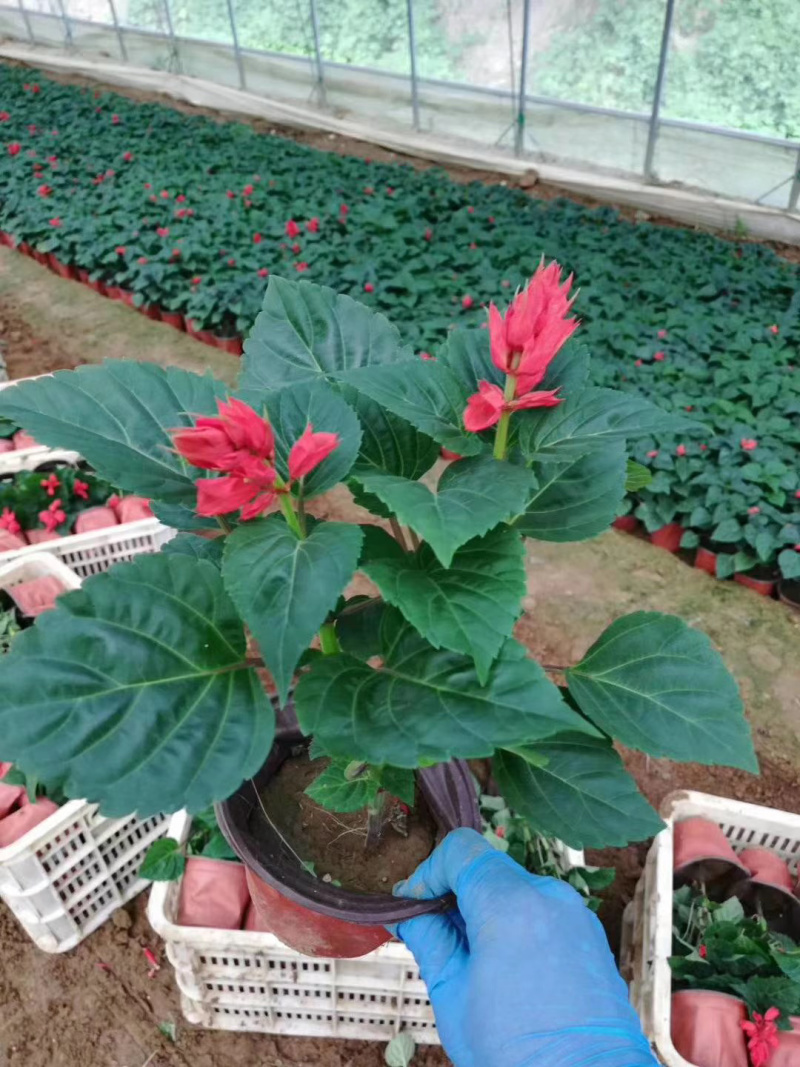 青州一串红种植基地