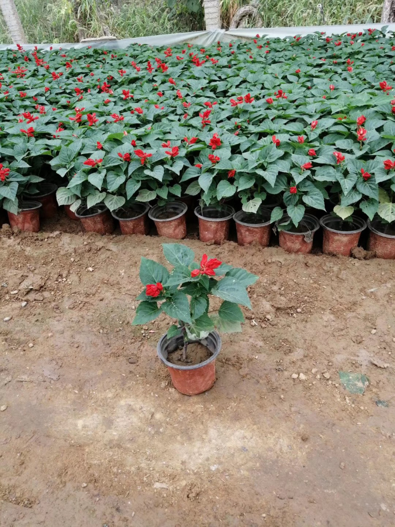 青州一串红种植基地