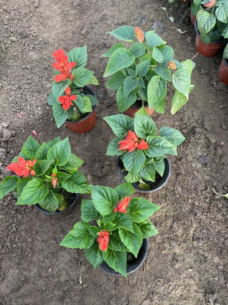 青州一串红种植基地