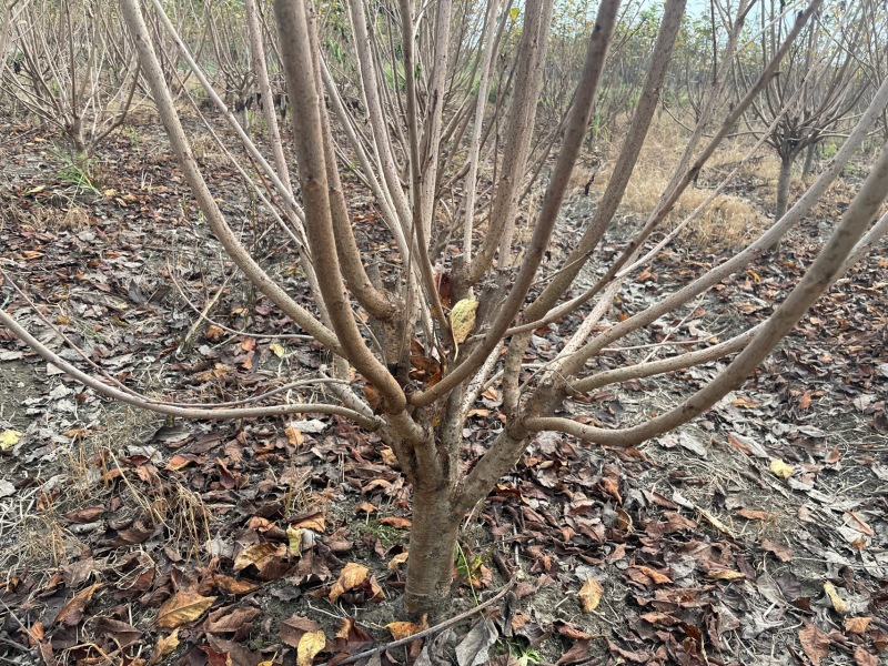 低分枝樱花//欢迎大家前来咨询基地发货，从业数十年