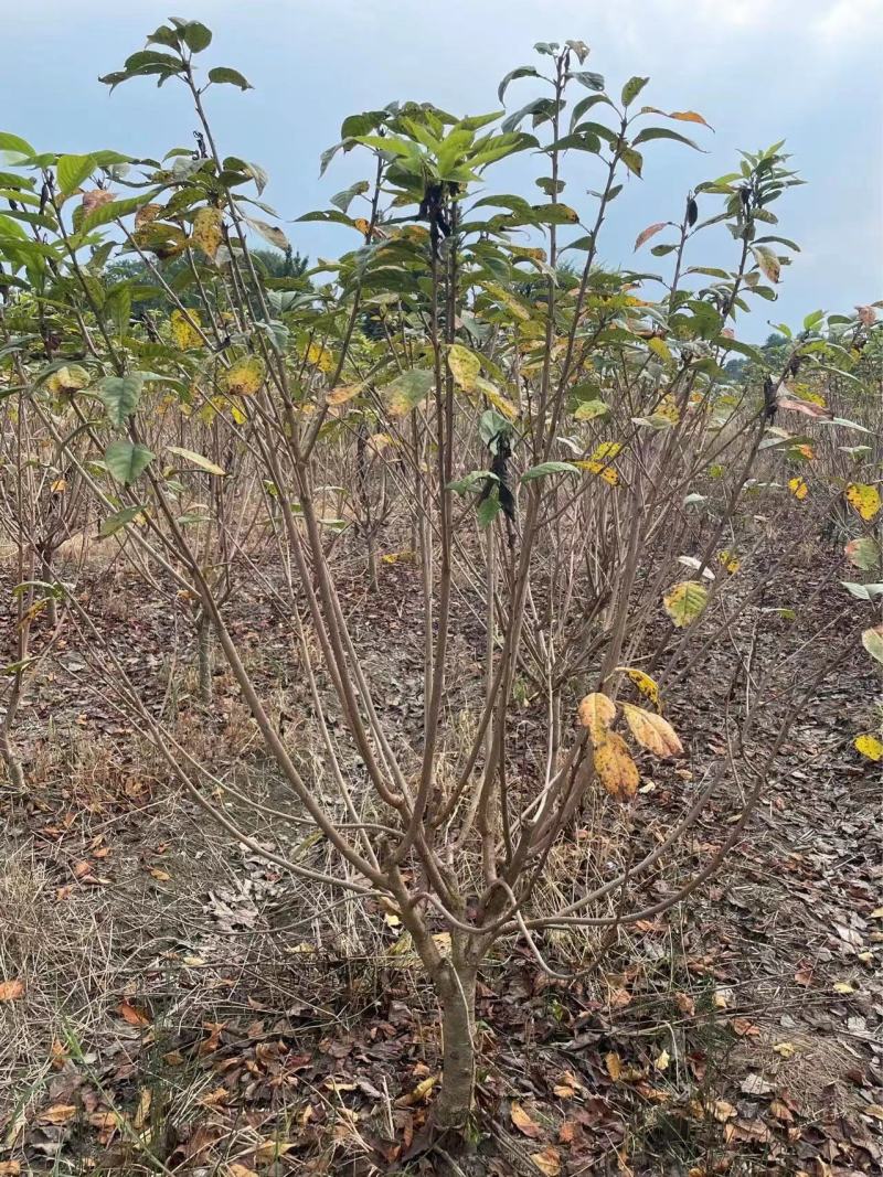 低分枝樱花//欢迎大家前来咨询基地发货，从业数十年