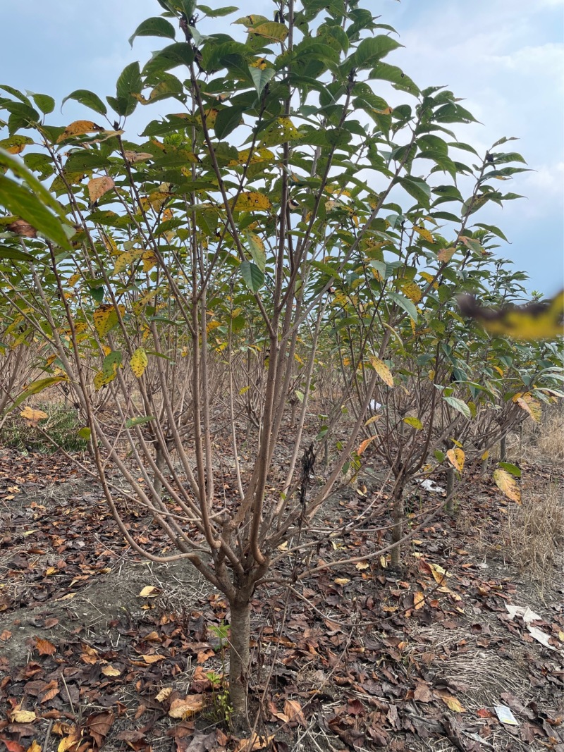 低分枝樱花//欢迎大家前来咨询基地发货，从业数十年